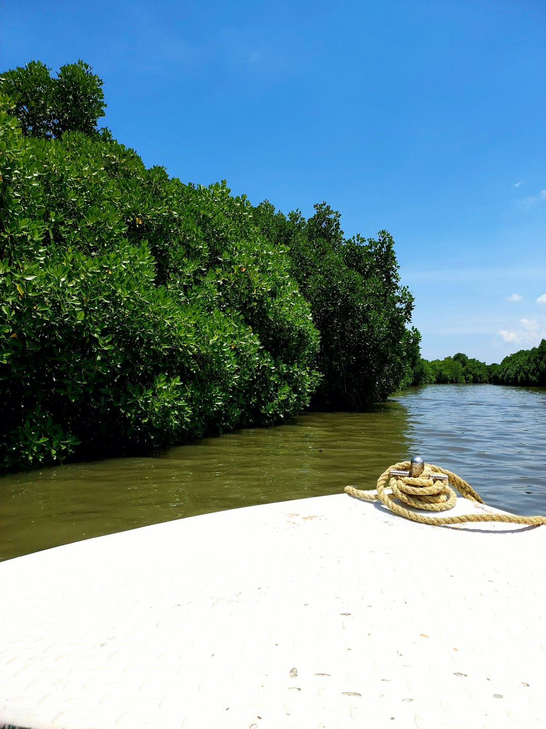 A white boat travels through a narrow mangrove waterway.
