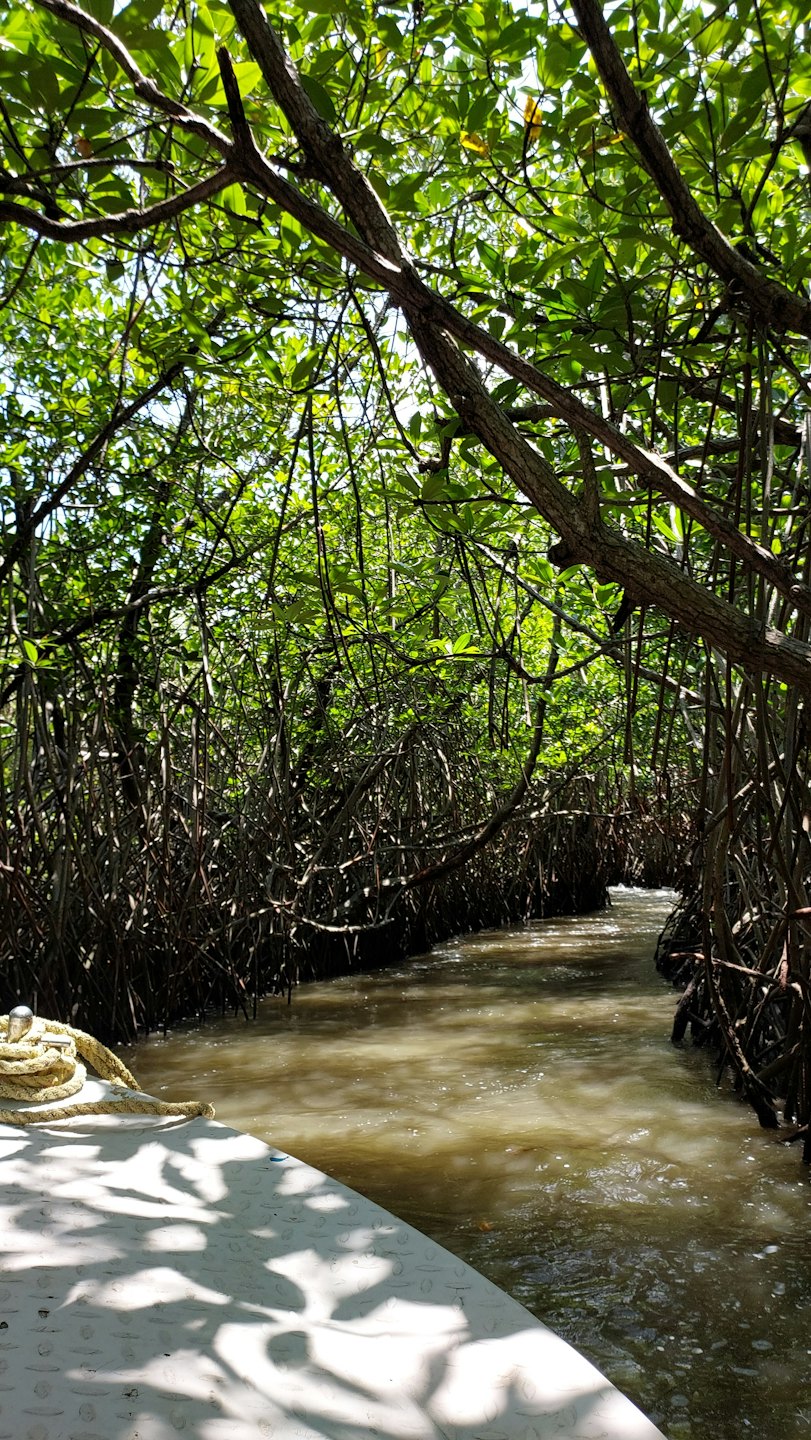 Boat bow navigates mangrove tunnel on muddy river.